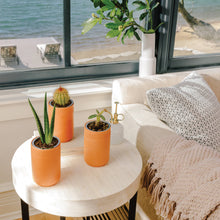Load image into Gallery viewer, Terracotta Grow Kit: Healing Aloe