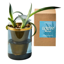 Load image into Gallery viewer, Hydroponic Grow Kit: Agave
