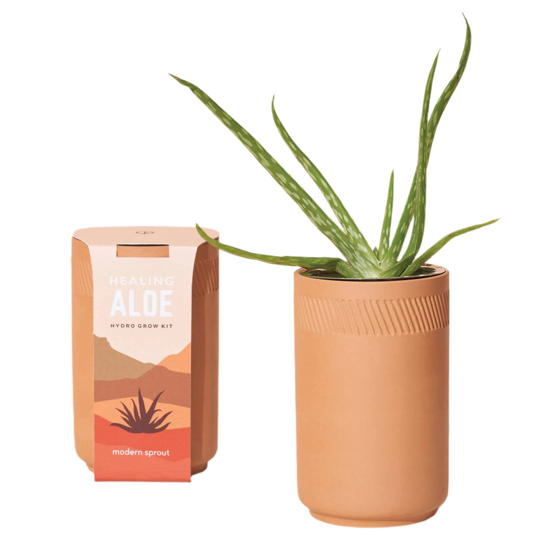 Terracotta Grow Kit: Healing Aloe